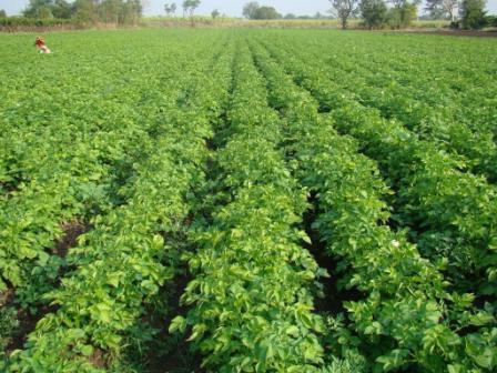kartupeļu kopšana un kultivēšana