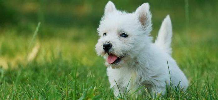 West Highland White Terrier - suņu šķirne no reklāmas 