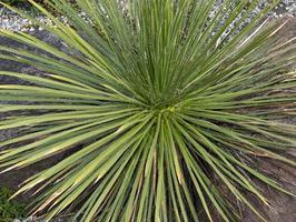 Yucca augu, kā rūpēties