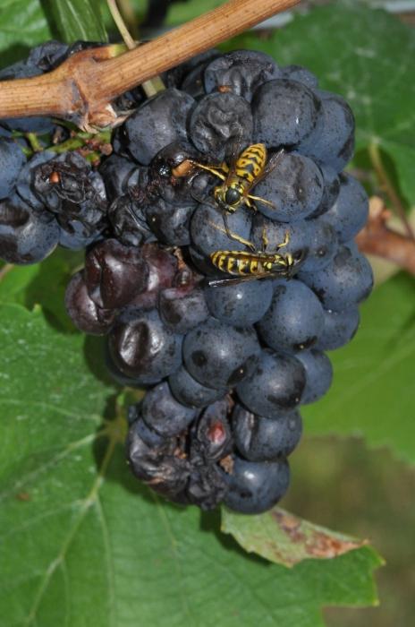 kā aizsargāt vīnogas no vaskiem