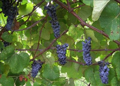 Garšīgas vīnogas Sibīrijā: sagatavošana ziemai