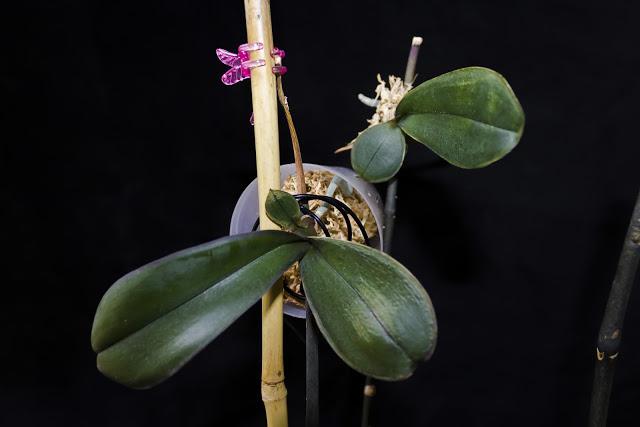 Orhideju reprodukcijas foto