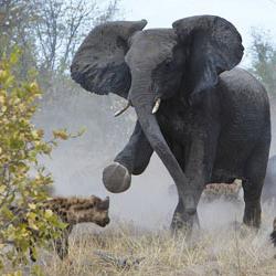 Wildlife: kāpēc zilonim ir nepieciešams bagāžnieks?