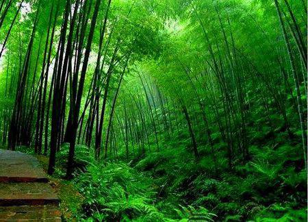 Melnais bambusa dobums, Ķīna: apraksts, vēsture un leģenda