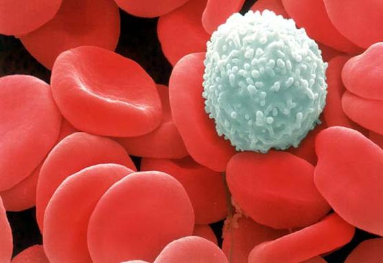  kā paaugstināt balto asins šūnu skaitu pēc ķīmijas
