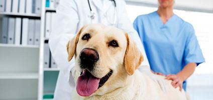 piogalģija suņiem ar antibiotiku terapiju